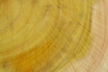 Sawn jackfruit tree texture