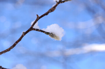 雪と木の芽