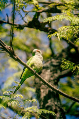 green parrot on a branch