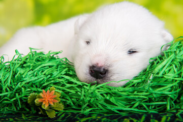 White small Samoyed puppy dog on green grass background