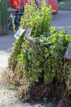 Farmer's fair of seedlings of bushes and trees.