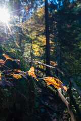 Autumn and colors of nature in the Tarvisio area. Orrido dello Slizza.