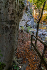 Autumn and colors of nature in the Tarvisio area. Orrido dello Slizza.