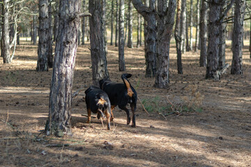Defocus, blurred motion, noise, grain effect. Two dogs running t