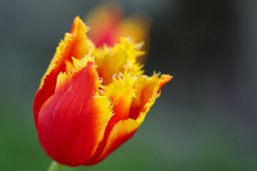 a red tulip with selective focus on a blurry green background 