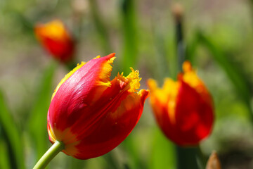 Fototapeta premium Close-up of a red terry tulip with selective focus on a blurry green background 