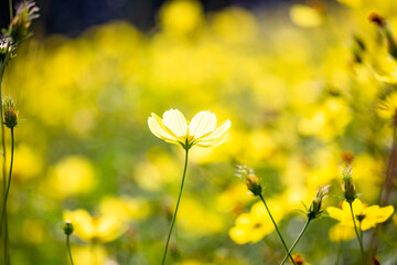 Obraz premium 自然