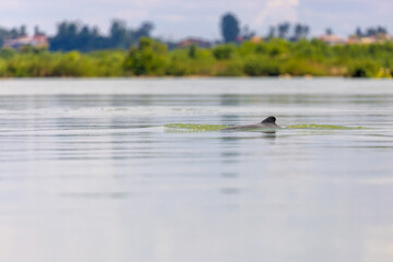 Obraz na płótnie Canvas The Irrawaddy dolphin (Orcaella brevirostris) on the Mekong River, Cambodia