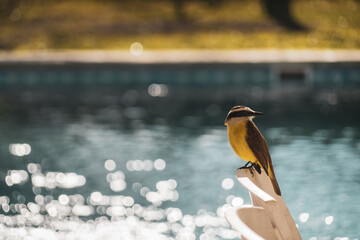 bird and water