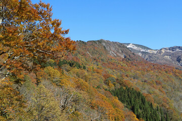 Fototapeta premium 石川県道33号白山公園線沿いの紅葉（石川県白山市）