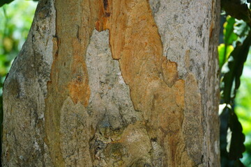 Distinctive bark of the Brazilwood tree (caesalpinia echinata), national tree of Brazil (Pau Brasil), native to the tropical rainforest of the Amazon, Brazil. Botanical Garden of Rio de Janeiro, Brazi