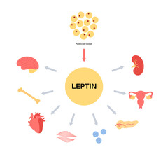 Hunger & appetite hormones