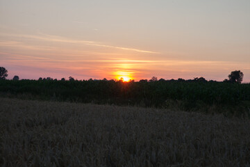 Naklejka na ściany i meble Sunset in the field