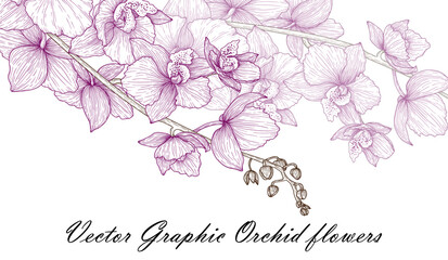 Vector illustration graphic linear sprig of pink orchid flowers © Viktoriia Holovko