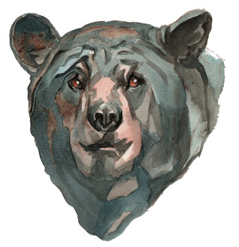 The American black bear watercolor portrait