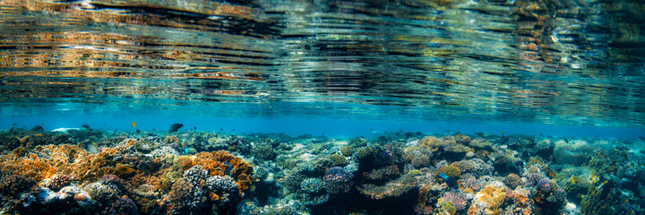 Underwater coral reef on the red sea