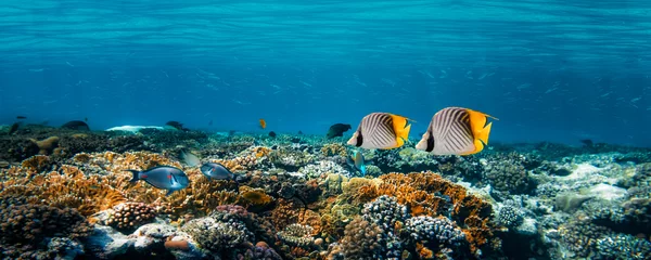 Gardinen Korallenriff Unterwasserkorallenriff am Roten Meer  © vovan