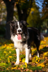 Border Collie
