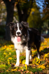Border Collie