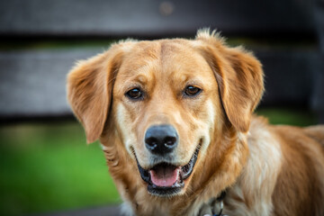 Golden Retriever