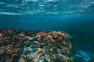 Underwater coral reef on the red sea