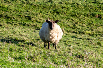 A pregnant ewe standing in a field and looking at the camera