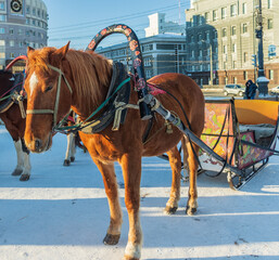 Fototapeta na wymiar Saddled horse close-up in the city center.