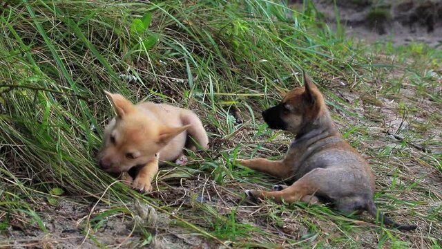 Homeless Puppies Playing on Grass.