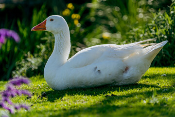 white goose in the grass