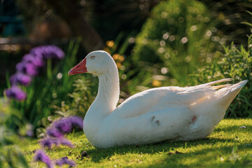 white goose in the grass
