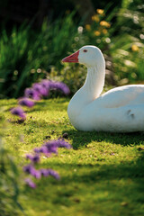 white swan on the grass
