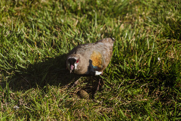 tero bird on the grass