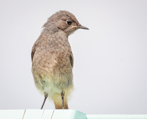 Junger Hausrotschwanz auf dem Zaun