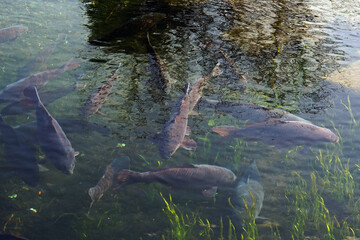 池の中の鯉の群れ
