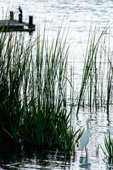 heron by the lake