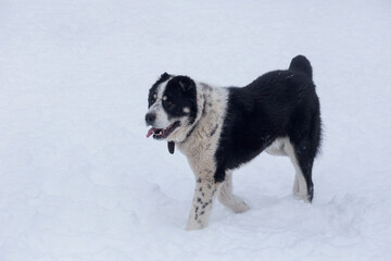 Central asian shepherd dog puppy is walking on a white snow in the winter park. Pet animals. Purebred dog.