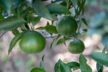 Some immature green oranges on the orange tree