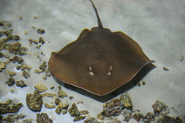fish stingray blurred under water,  Leopard whipray (Himantura leoparda) in the pool 