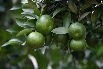 Some immature green oranges on the orange tree