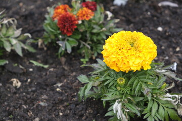 Piccolo fiore giallo piantato in un giardino