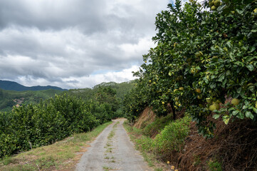 Fototapeta na wymiar A road in the grapefruit orchard leads to the distance, next to a whole row of green grapefruit trees