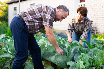 man and woman farmers grow cabbage in vegetable garden in village