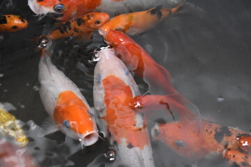 red and white koi fish in pond