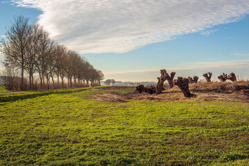 Dutch polder landscape with a long row of tall poplar trees and newly pruned pollard willows. The photo was taken in the province of North Brabant on a sunny day at the beginning of the winter season.
