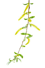 Spring willow branch with fresh leaves