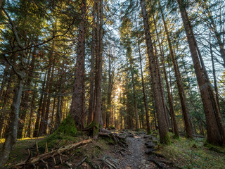Forest hike trial with the sun rays as the guidance for the right direction