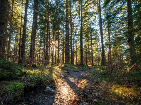 Forest hike trial with the sun rays as the guidance for the right direction