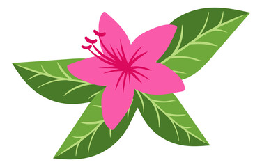 Hibiscus plant with green leaves. Exotic pink flower