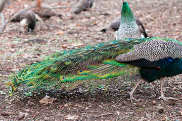 Obraz premium male peacock tail close up