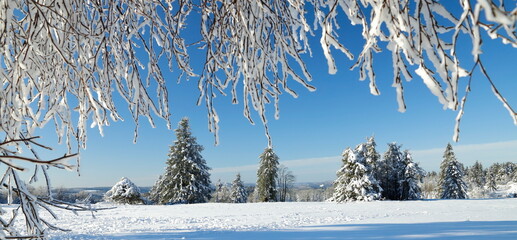 bäume im schnee - winterlandschaft - sauerland